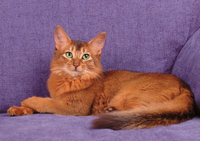 Сомалийская кошка, фото, цена, описание